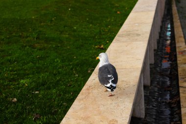 Martı, Lizbon, Portekiz 'de çekilen ve şehir doğasını ve huzurlu manzarayı gözler önüne seren çimenli bir park alanının yakınındaki bir korkuluğa tünedi..