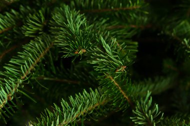 Pofuduk köknar brunch 'ı yakın. Noel duvar kağıdı konsepti. Boşluğu kopyala.