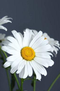 Oturma odasındaki koyu gri arka planda bir buket beyaz papatya çiçeği. Yakın çekim, makro.