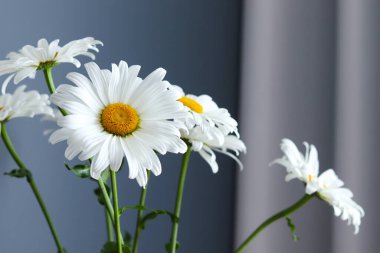 Oturma odasındaki koyu gri arka planda bir buket beyaz papatya çiçeği. Yakın çekim, makro.