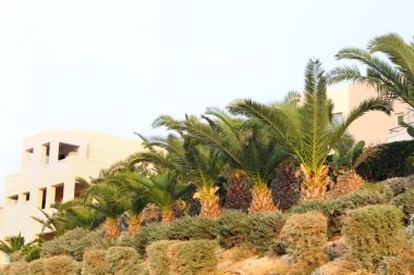 Athina Resort Palace Oteli yakınlarındaki palmiye ağaçları. Yunanistan 'ın Girit dağlarındaki Agia Pelagia tatil beldesinin gün batımında manzarası. Mades, Ligaria.