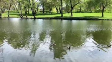 Ördekler parktaki gölde yüzüyorlar. Baharda parkta küçük bir göl.