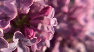 Bahar leylağı çiçeklerinin makro videosu. Güzel çiçek açan leylak. Doğal arka plan. Makro doğa