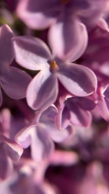 Bahar leylağı çiçeklerinin makro videosu. Güzel çiçek açan leylak. Doğal arka plan. Makro doğa