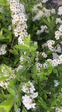 Bahar bahçesindeki Spiraea St. John otunun çiçekli dalları..
