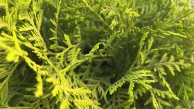 Bulanık parlak arkaplanda yeşil sedir yaprakları.