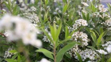 Bahar bahçesindeki Spiraea St. John otunun çiçekli dalları..