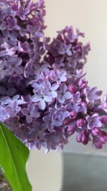 Bahar çiçeği demeti eflatun çiçekleri videosu. Güzel çiçek açan leylak. Doğal arka plan. Kapat..