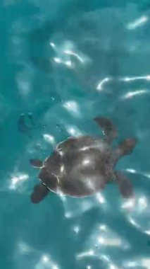 Deniz kaplumbağası mavi suyun yüzeyinde nefes alır ve yer. Yeşil deniz kaplumbağası (Chelonia mydas). Yaklaş, su üstü şutu. Ayia Napa, Kıbrıs. Akdeniz.