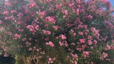 Kıbrıs 'taki otelin bahçesinde pembe zakkum çiçekleri çiçek açıyor. Güneşli mavi gökyüzüne karşı tropik zakkum zengini..