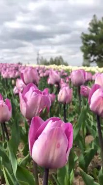 Güzel parlak pembe bahar laleleri. Lale tarlası. Bahçede açan lale çiçekleri. İlkbaharda bir tarlada bir sürü lalenin üzerinde dönüyor. Doğadaki renkli çiçek tarlası.