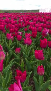 Güzel parlak pembe bahar laleleri. Lale tarlası. Bahçede açan lale çiçekleri. İlkbaharda bir tarlada bir sürü lalenin üzerinde dönüyor. Doğadaki renkli çiçek tarlası.