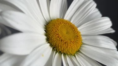 Oturma odasındaki koyu gri arka planda bir buket beyaz papatya çiçeği. Yakın çekim, makro.