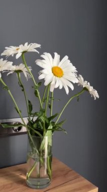 Oturma odasındaki koyu gri arka planda bir buket beyaz papatya çiçeği. Yakın çekim, makro.