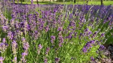 Bir lavanta bahçesi kokulu tarlalarda bitmeyen sıralarda çiçek açıyor. Bal arıları lavantaya konuyor. Lavanta çalıları üzerindeki mor aromalı çiçeklerin seçici odak noktası.