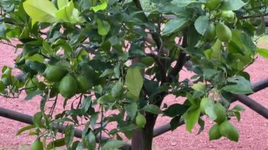 Toskana 'da bir otelin bahçesindeki ağaçta yetişen olgunlaşmamış yeşil limonlar, Akdeniz manzarasının canlı renklerini ve dingin atmosferini vurguluyor.. 