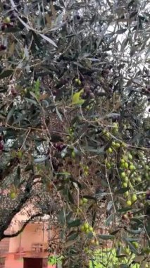 Olgunlaşmış zeytin, siyah, mor, yeşil, Capannoli 'de bir zeytin dalında, Pisa, Toskana, İtalya
