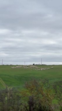 Bulutlu bir gökyüzünün altında otlayan bir koyun sürüsüyle huzurlu yeşil bir tarla. Açık alan ve nazik doğayla kırsal hayata basit bir bakış..