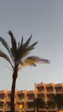 Gün batımında gökyüzü açık olan palmiye ağaçlarının manzarası ve Mısır 'da modern otel mimarisi. Tropikal palmiye ağaçları olan otel, Hurghada, Mısır. 