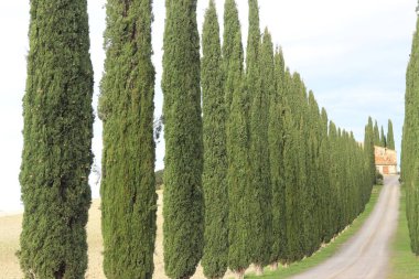 Castiglione d 'Orcia, İtalya. Poggio Covilli çiftliğinin selvi yolu olan Idyllic Toskana manzarası. Vale di Cipressi. Sonbahar mevsimi.