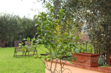 Capannoli, İtalya - 27 Kasım 2024: Yeşillik, ahşap panjurlar ve büyüleyici bir bahçe ile çevrili Rustik Toskana villası. Toscanizzazione Oteli, Toscanizzazione.