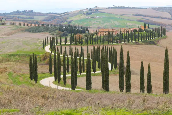 Tuscany 'deki Agriturismo Baccoleno çiftliğinin manzarası. Arka planda Val d 'Orcia tepeleri olan Asciano' daki selvi ağaçları ve beyaz çakıl yolu olan en ünlü yerlerden biri..