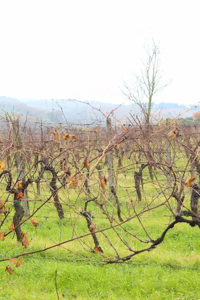 Toscanizzazione Oteli yakınlarındaki Toscancan kırsalındaki üzüm bağında kayan tepeler ve sisli bir manzaraya karşı sıralanmış üzüm bağları sergileniyor. İtalyan şarap kültürü.