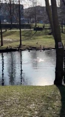 Kyiv, Ukrayna - 19 Şubat 2024: Parktaki gölde yüzen ördekler. Kışın parkta küçük bir göl..