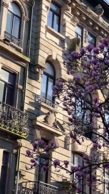 Portekiz, Porto 'da bahar. Zarif bir tarihi binanın önünde pembe çiçekli güzel bir manolya ağacı. Altın güneş ışığı şehrin mimarisinin ve doğanın cazibesini vurguluyor..