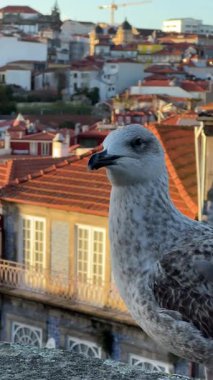 Porto, Portekiz 'de kırmızı çatıları olan geleneksel fayanslı binaların önüne tünemiş bir martı. Altın güneş ışığı şehrin cazibesini, doğayı ve şehir güzelliğini ön plana çıkarıyor..