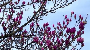 Açık mavi gökyüzünde pembe çiçekler açan güzel bir manolya ağacı. Narin çiçekler ve kıvrık dallar göz kamaştırıcı bir bahar sahnesi yaratıyor. Renkli ve doğal güzelliklerle dolu..