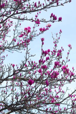Açık mavi gökyüzünde pembe çiçekler açan güzel bir manolya ağacı. Narin çiçekler ve kıvrık dallar göz kamaştırıcı bir bahar sahnesi yaratıyor. Renkli ve doğal güzelliklerle dolu..