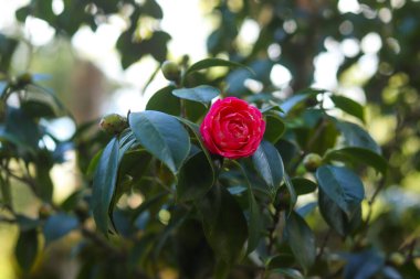 Işıl ışıl yeşil yaprakların arasında çiçek açmış canlı bir kırmızı kamelya çiçeği, yumuşak doğal ışıkla yıkanmış. Bulanık arka plan derinlik katıyor, bitkinin hassas yapraklarını ve taze tomurcuklarını vurguluyor..
