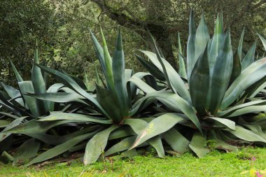 Kalın, sivri yapraklı, yemyeşil bir çevrede büyüyen büyük agave bitkileri. Bitkiler ağaçlar ve yosunlarla çevrili, doğal ve tropikal bir atmosfer yaratıyorlar..