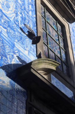 Porto, Portekiz 'deki Ruhlar Şapeli' nin azulejo kaplı duvarının yanından güvercinler uçar. Mavi kiremitler ve çarpıcı ışıklandırma uçuşta çarpıcı bir kentsel an yaratır..
