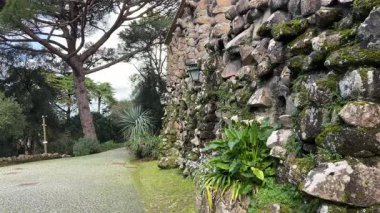 Monserrate Park, Sintra, Portekiz 'de huzurlu bir manzara. Yosun kaplı taş duvar, kaldırım taşı yolu, yemyeşil ve uzun çam ağaçları sakin, doğal bir atmosfer yaratır..