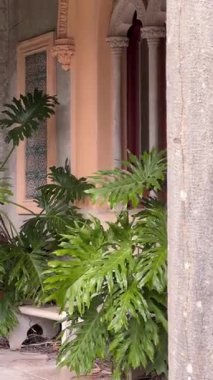 Portekiz, Sintra 'daki Monserrate Sarayı' nda, Moorish tarzı bir pencere ve kemer önünde egzotik yeşillikle tarihi mimari güzelliği harmanlayan bir canavar bitkisi..