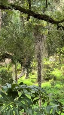 Monserrate, Sintra 'da çeşitli palmiye ağaçları ve yoğun yeşillik olan yemyeşil bir orman. Canlı yapraklar, egzotik bitkiler ve doğal güzellik dingin bir orman atmosferi yaratır..