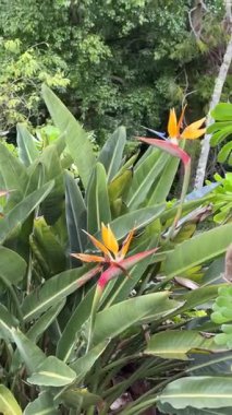 Büyük yeşil yapraklarla çevrili parlak turuncu ve kırmızı yapraklı Cennet Kuşu çiçeklerinin yakın çekimi. Bu egzotik tropikal bitki eşsiz bir şekle ve canlı renklere sahiptir..