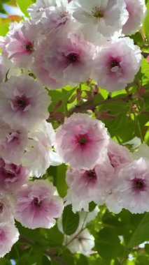Yumuşak pembe sakura çiçekleri, ağaç dallarından sarkan, yemyeşil yapraklarla çevrili, ilkbaharın özünü yakalayan güzellik..