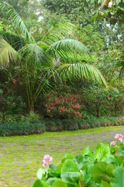 Palmiye ağaçları ve renkli çiçeklerle dolu yemyeşil bir bahçe. Önünde bir kaldırım taşı yolu olan huzurlu ve tropikal bir atmosfer yaratıyor..
