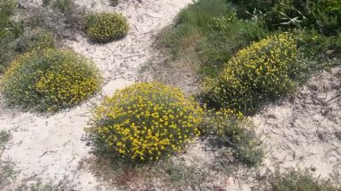 Kumlu bir yüzeyde açan sarı çiçeklerin yakın plan çekimi vahşi doğada doğal ve huzurlu bir manzara yaratır..