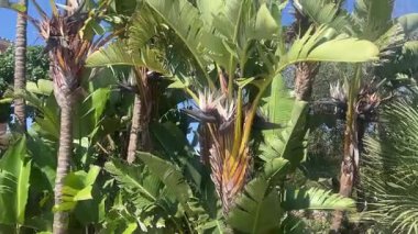 Çiçeklerin egzotik beyaz kuşu (Strelitzia nicolai) açık mavi gökyüzüne karşı geniş yeşil yapraklarla, tropikal güzelliği ve canlı doğayı sergiliyor..