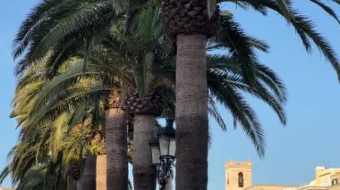 Ciutadella de Menorca caddesinde uzanan palmiye ağaçlarının manzarası. Arka planda güzel bir gökyüzü ve uzaktan görülebilen tarihi bir bina..