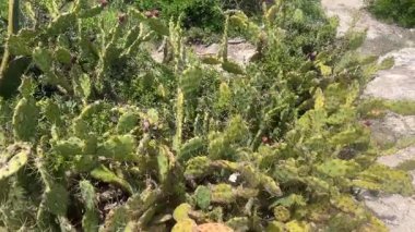 Keskin dikenli bir kaktüs bitkisinin yakın çekimi ve Menorca 'da olgun meyveler, canlı yeşil pedlerini ve doğal dikenlerini sergiliyor..