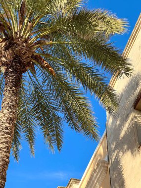 Parlak mavi gökyüzüne doğru uzanan bir palmiye ağacı, açık havada yemyeşil yaprakları vurguluyor ve bir bina köşesine bir göz atıyor..