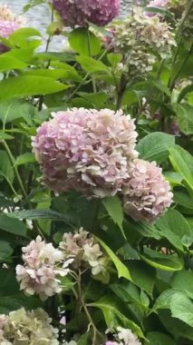 Pembe ve beyaz ortanca çiçekleri, yeşil yapraklarla çevrili, yapraklı su damlacıkları. Bir bahçenin narin güzelliğini yansıtan huzurlu doğal bir manzara..