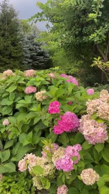 Yaz bahçesindeki yemyeşil yapraklarla çevrili pembe ortanca çiçekleri taze yapraklar ve çiçeklerle dolu canlı doğal bir arka plan..