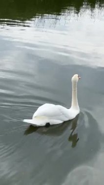 Sakin sularda yüzen zarif bir kuğu, yemyeşil kamışlarla çevrili. Kuğunun yansıması doğal gölette sakin ve huzurlu bir atmosfer yaratır..