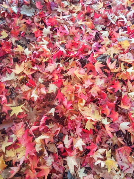 가을의 개념적 배경을 이루다 — 스톡 사진
